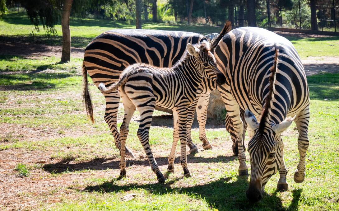 The National Zoo and Aquariums newest baby with mum, Kiva, and another mare, Johari, was seen running around the enclosure on Friday morning. Picture by Elesa Kurtz