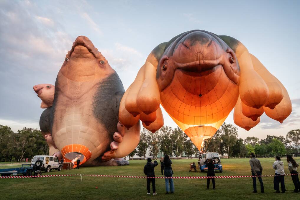 Skywhale and Skywhalepapa surprised unsuspecting Canberrans early on Thursday morning. Pictures by Karleen Minney