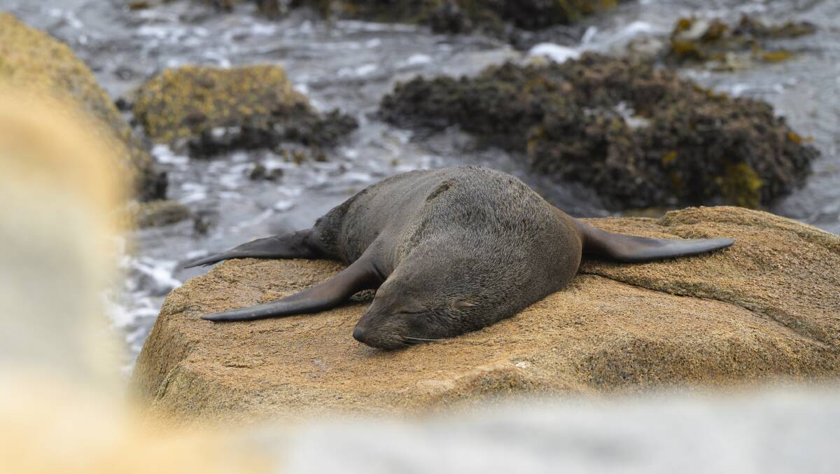 A seal naps on a rock along Narooma's coastline. Picture by Keegan Carroll