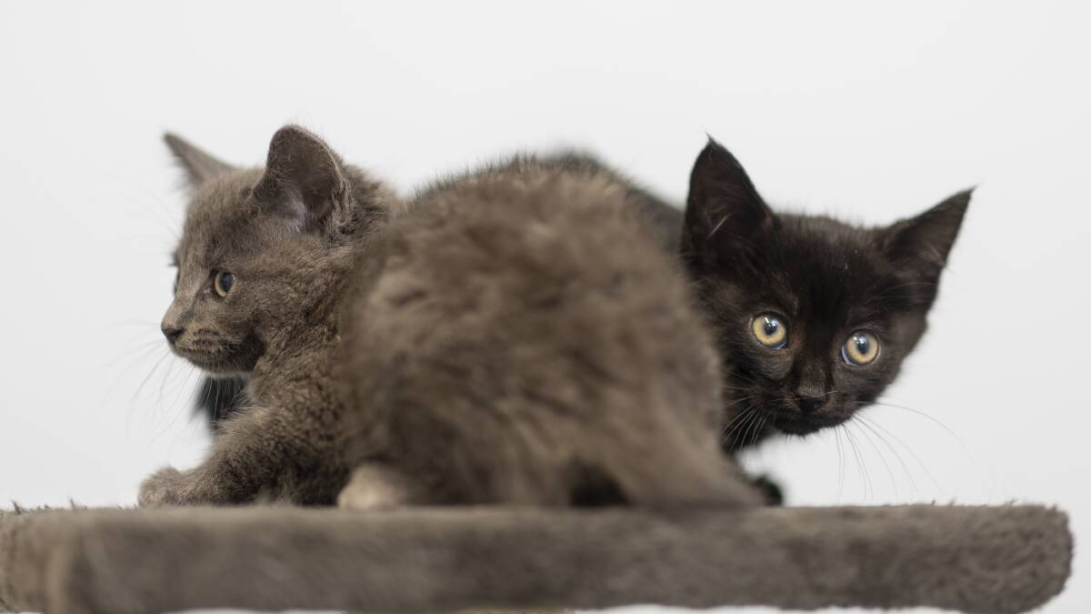 Kittens playing with each other at RSPCA ACT's vet clinic. Picture by Gary Ramage