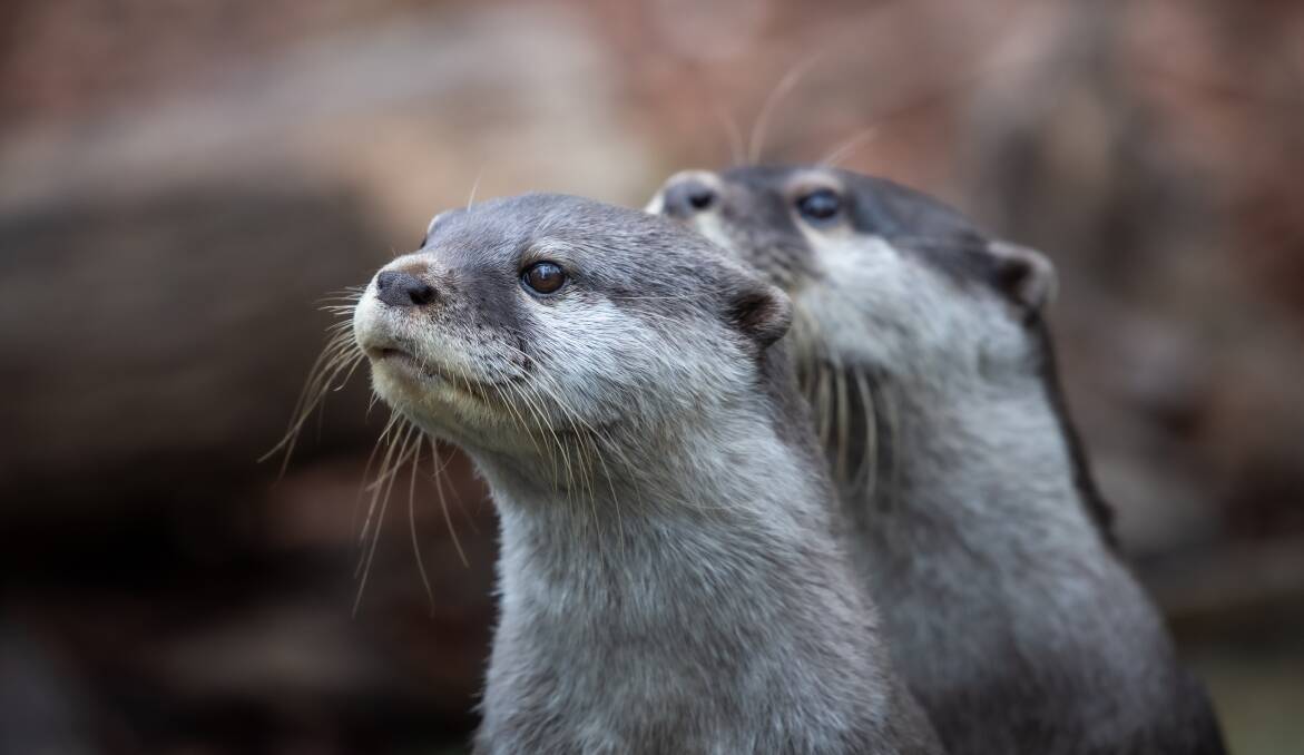 Otters at the National Zoo and Aquarium. Picture by Karleen Minney