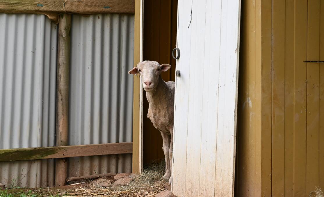 Seamus, the skittish goat, is finding it lonely at the shelter without his goat friends. Picture by Elesa Kurtz