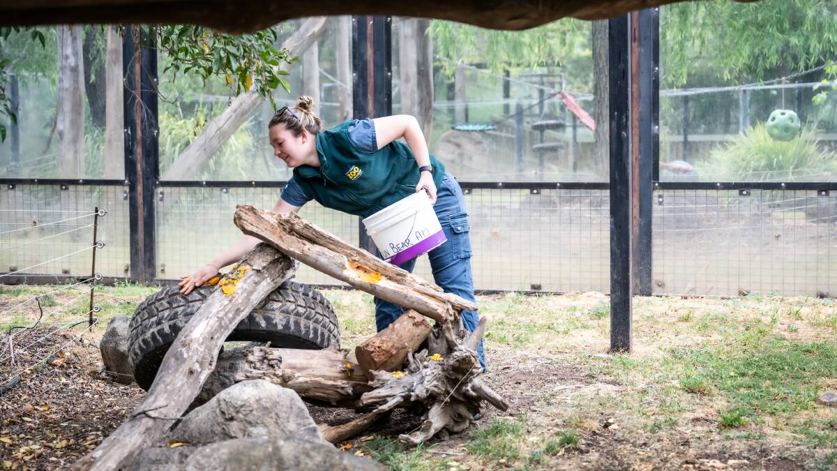 Zookeeper Jemma Walsh smears veggies on logs and tyres in the enclosure so sun bears can use their long tongues and work hard to get their food. It's also a way to stimulate the animals. Picture by Karleen Minney