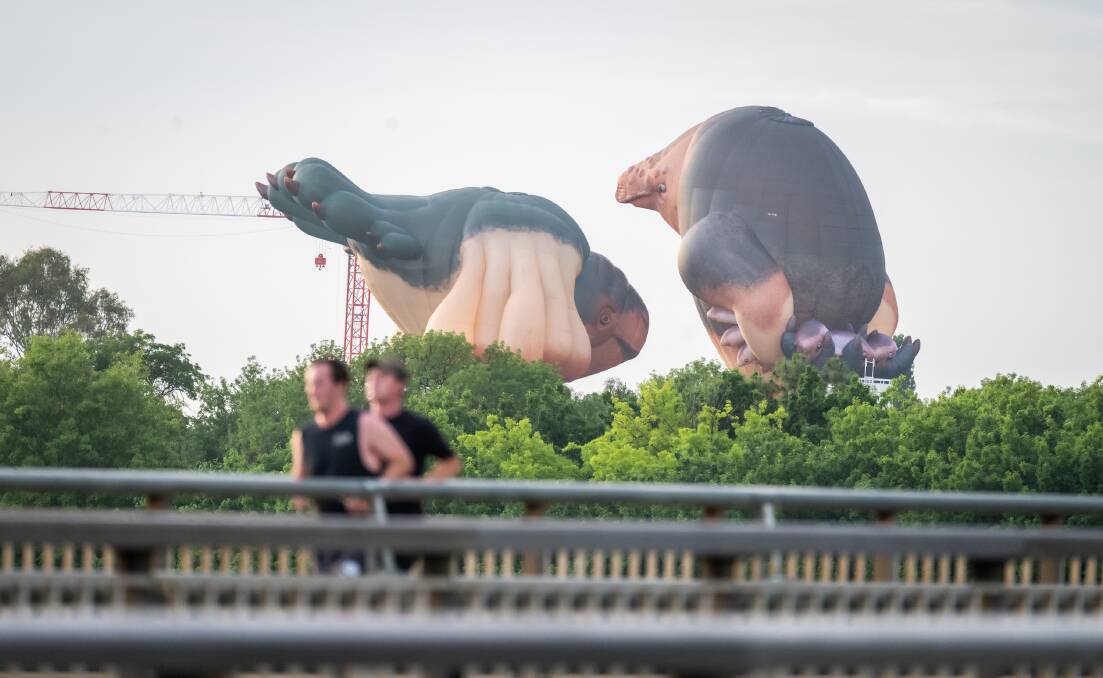 Skywhale and Skywhalepapa seen from Commonwealth Bridge. Picture by Karleen Minney