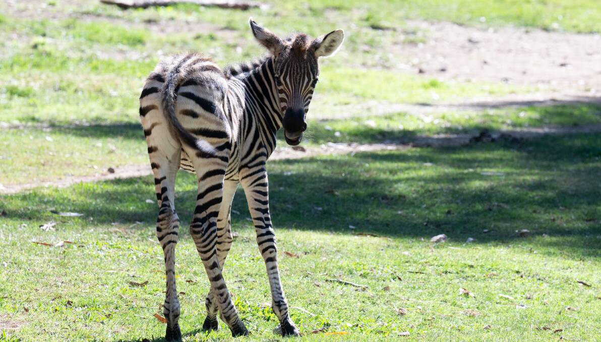 The new zebra was bursting with energy after a brief morning nap on Friday. Picture by Elesa Kurtz