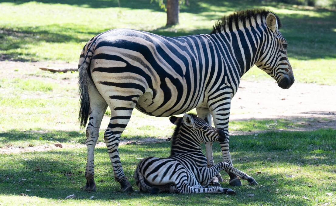 The National Zoo and Aquarium's newest baby zebra with mum Kiva. Picture by Elesa Kurtz