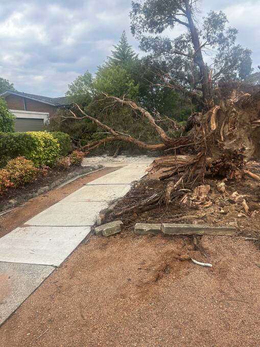 An uprooted tree trunk on Learmonth Drive in Kambah. Picture supplied