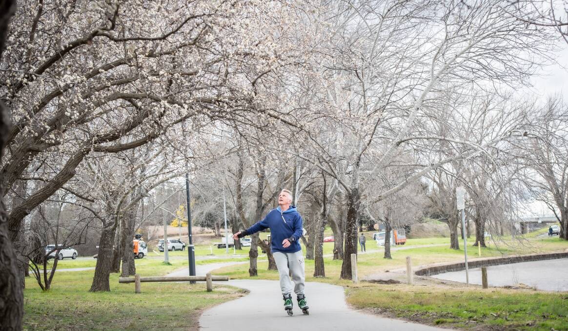 Early winter blossoms don't necessarily herald an early Spring. David Gazard of Googong skating amongst blossom trees in Kingston. Picture by Karleen Minney
