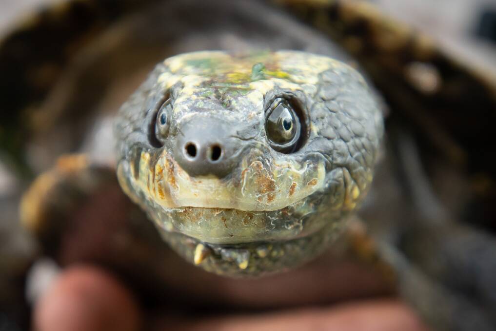 Older turtles dominate the population so Mr Spark hopes to boost the numbers of youngsters. Picture by Peter Hardin 