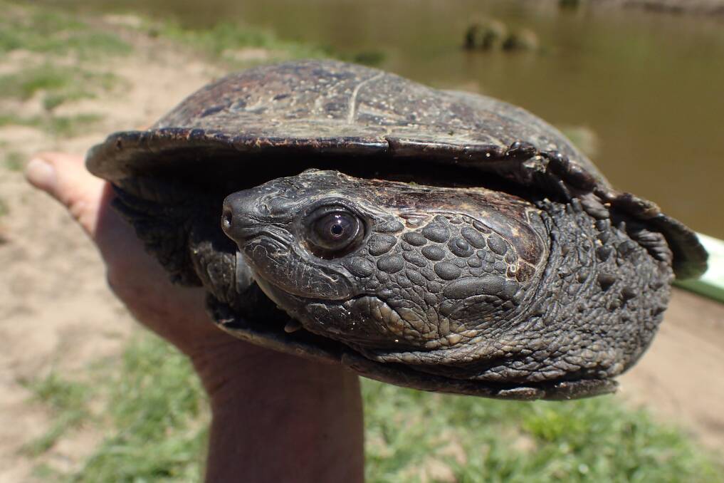 One of the Bells Turtles soon after being captured by Mr Spark's team. Picture supplied
