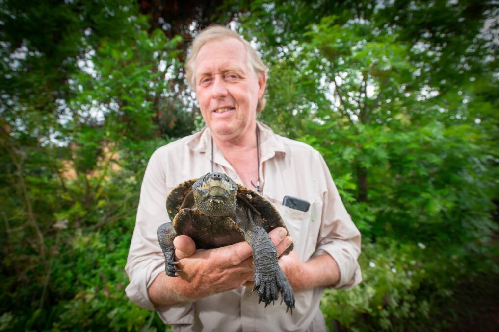 Ecologist Phil Spark holding one of the females helping save the population. Picture by Peter Hardin