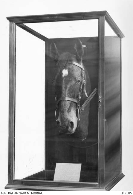 Sandy's head and neck were mounted and became part of the Australian War Memorial's collection. Picture from Australian War Memorial J02105
