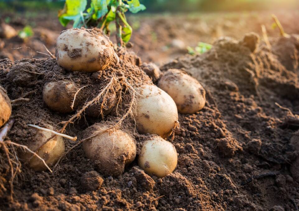 While the potato virus is not dangerous to humans it does make affected tubers unfit for use. File picture