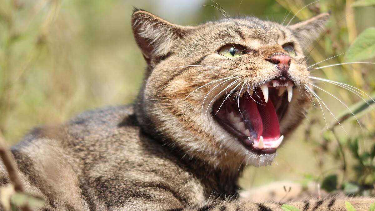 Feral cats have contributed to the extinction of 27 native species. Picture by Andrew Cooke