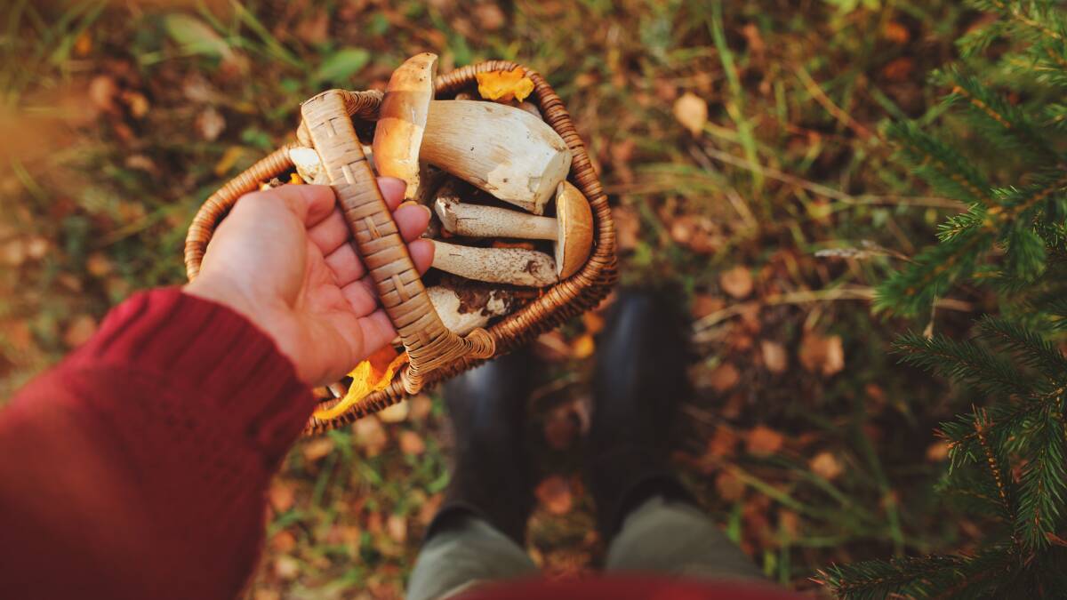 Mushroom foraging. Picture by shutterstock.