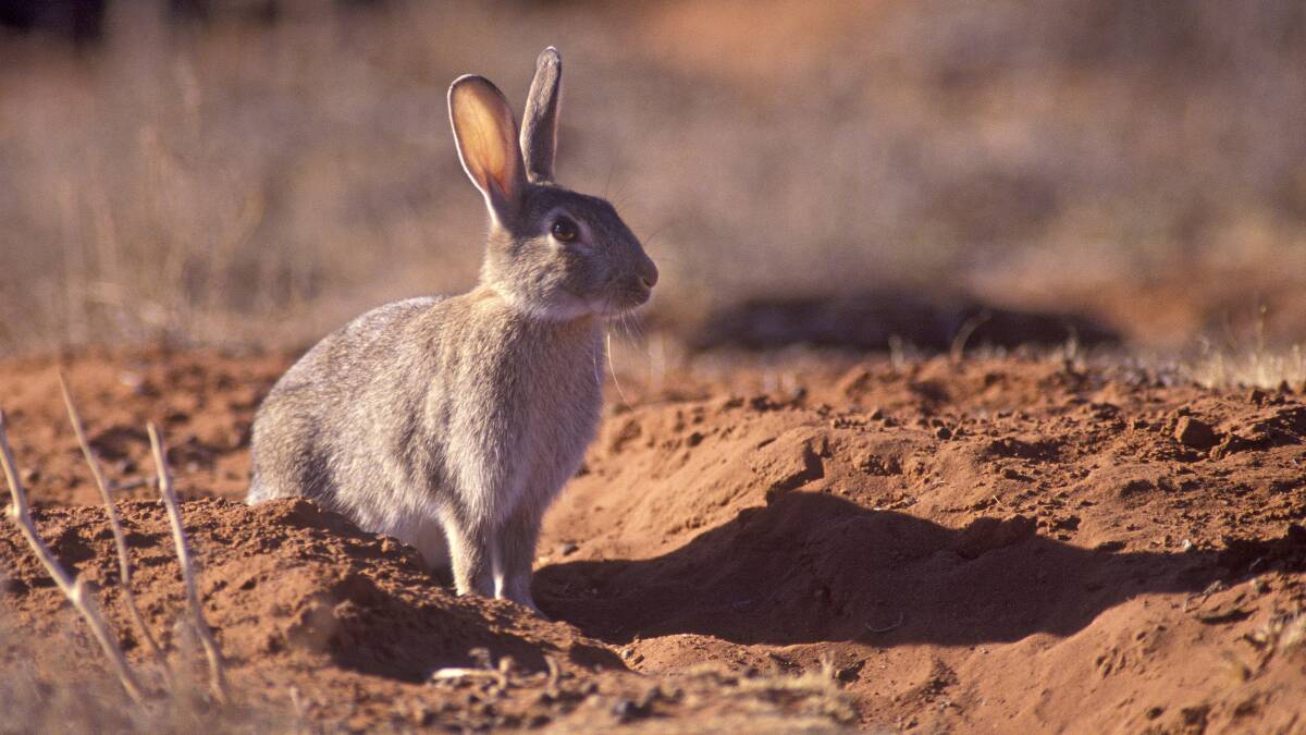 European rabbits are the second costliest invasive species. Picture supplied by CSIRO