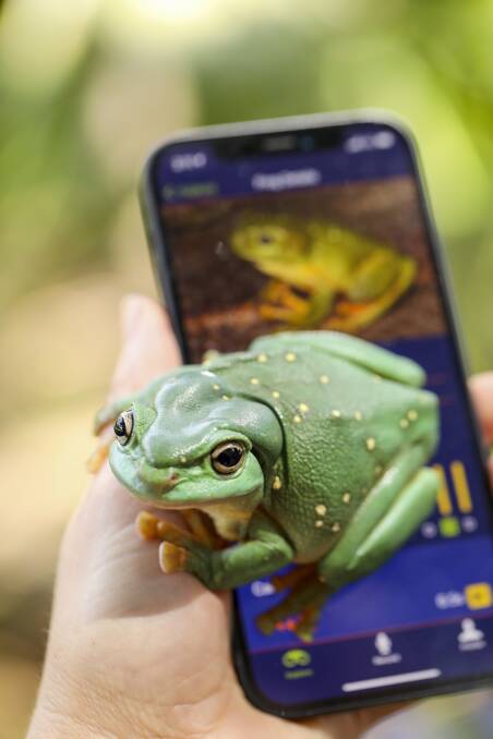 The Australian Museum's FrogID project helps monitor frogs like this Magnificent Tree Frog using a free mobile app. Picture provided by Salty Dingo 