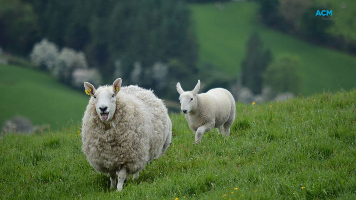 Sheep enjoy their pasture. Picture via Canva