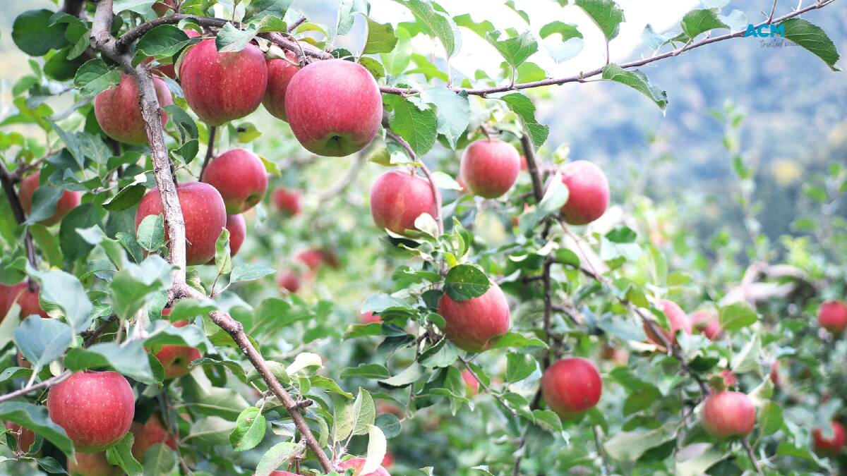 Close angle photo of red apples growing on a tree. File picture.