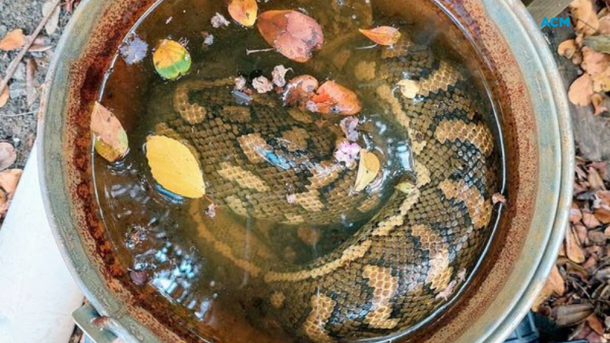 The python coiled in a water bucket in a Corinda backyard. Picture by Rob Johnston