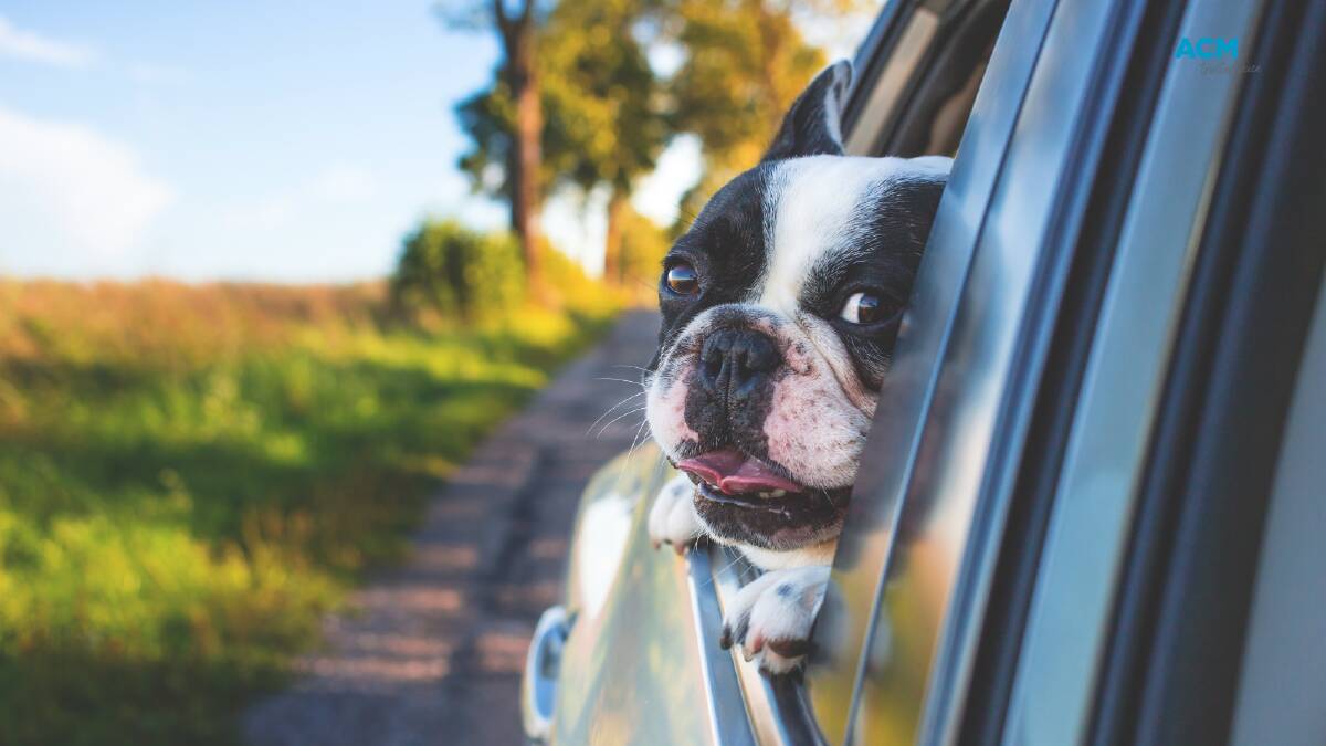 It's illegal to have a dog on your lap while driving in Australia. Picture Canva