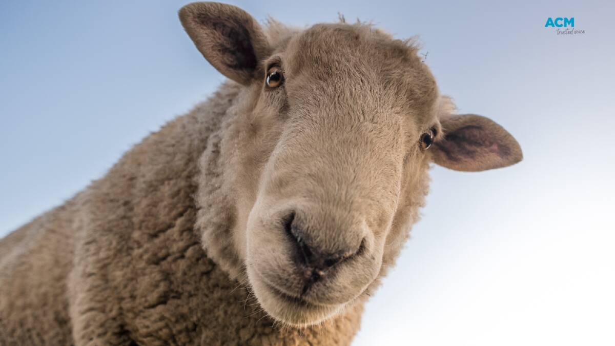 A curious sheep. Picture via Canva