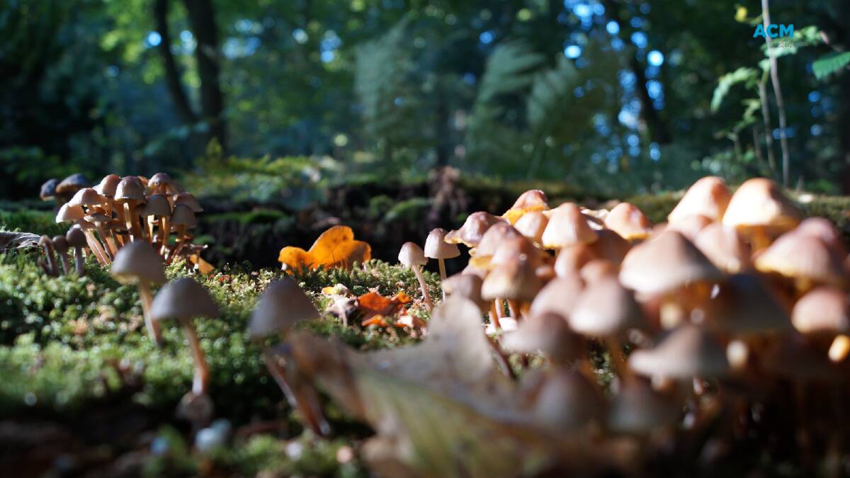 Mushrooms growing in the forest. Pucture via Canva