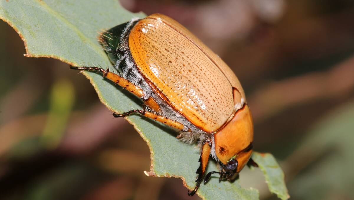 Christmas beetles were once the harbingers of the festive season, but over the years researchers say their numbers have dwindled. Picture supplied 