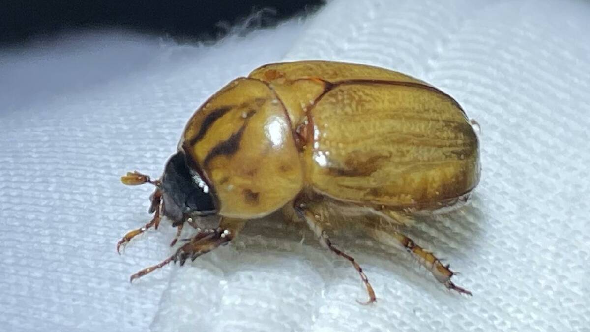 The Argentinian scarab is often mistaken for the Christmas Beetle. Picture supplied