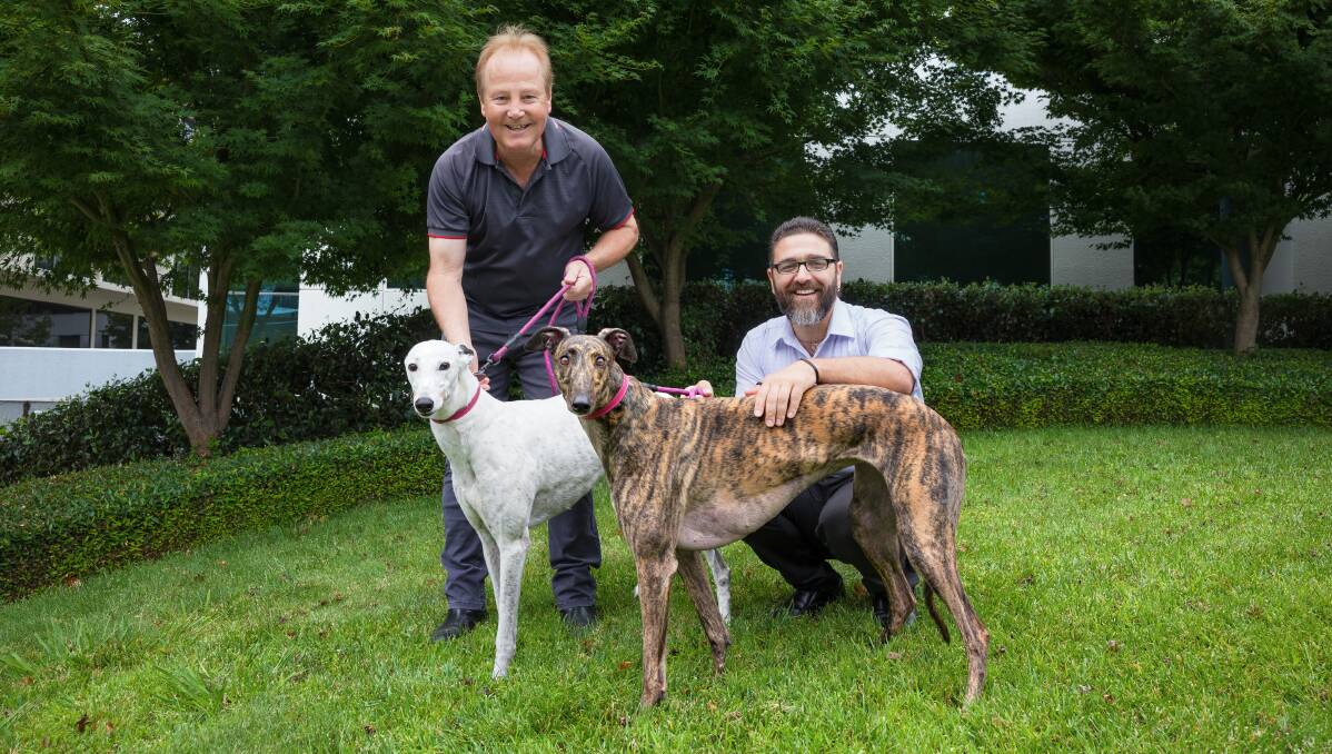 Southern NSW Greyhounds Adoption Program coordinator Alan Tutt and AFPA's Alex Caruana with Lily and Hazel. Picture by Sitthixay Ditthavong