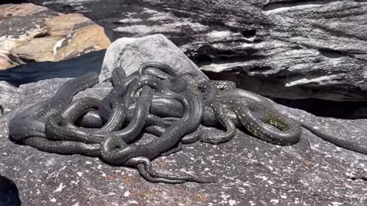 A snake 'mating ball' was filmed in the NSW Royal national park.