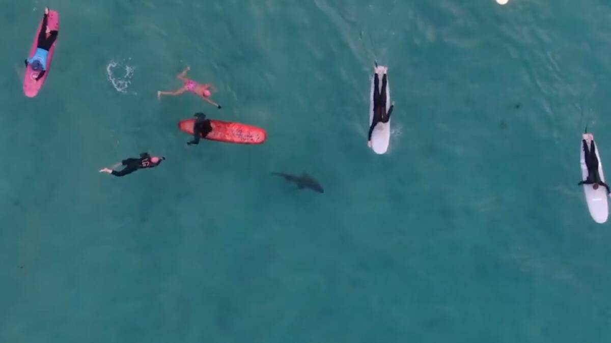 Drone footage shows Bondi surfer's close encounter with a shark