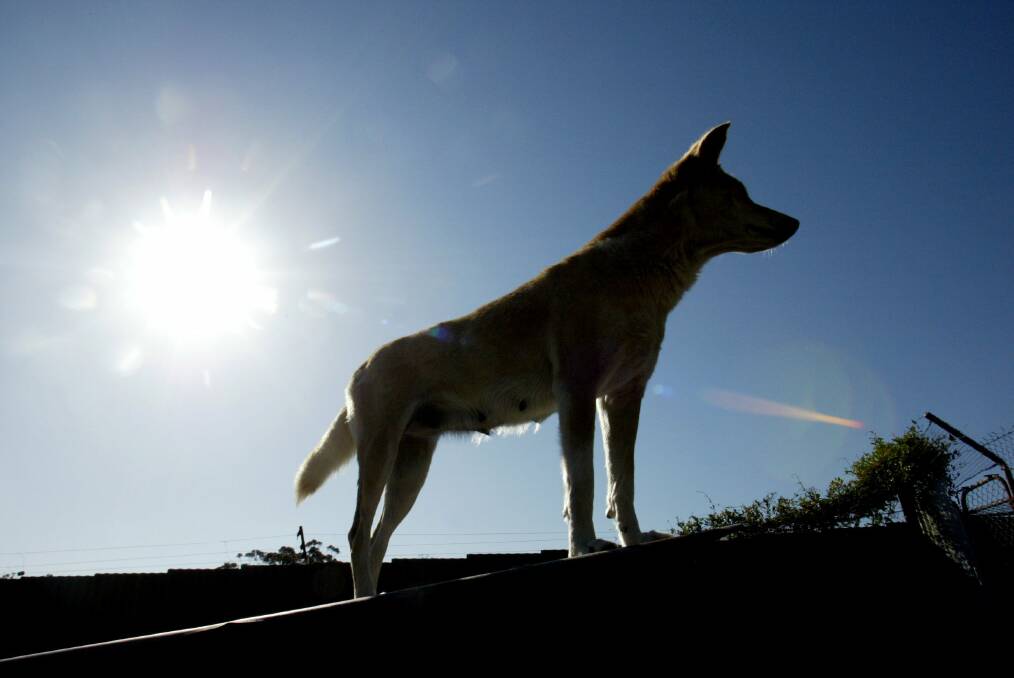 Almost all recorded dingo attacks since 1998 have occured on K'gari. Picture by Orlando Chiodo