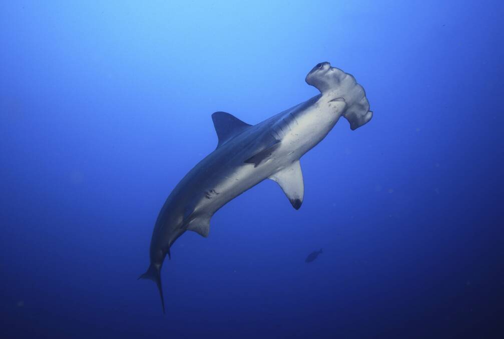 Despite their reputation, hammerhead sharks are involved in relatively few incidents with humans.