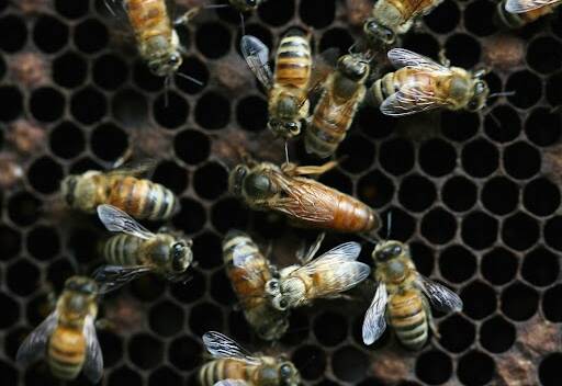 Western Honey Bees, the insects commonly used for apitherapy, are seen in a beehive at Cibubur Bee Centre, Jakarta. Photo Dimas Ardian.