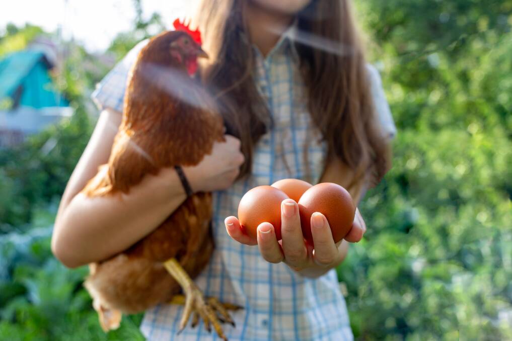 Caged eggs to be phased out by 2036. Picture from Shutterstock