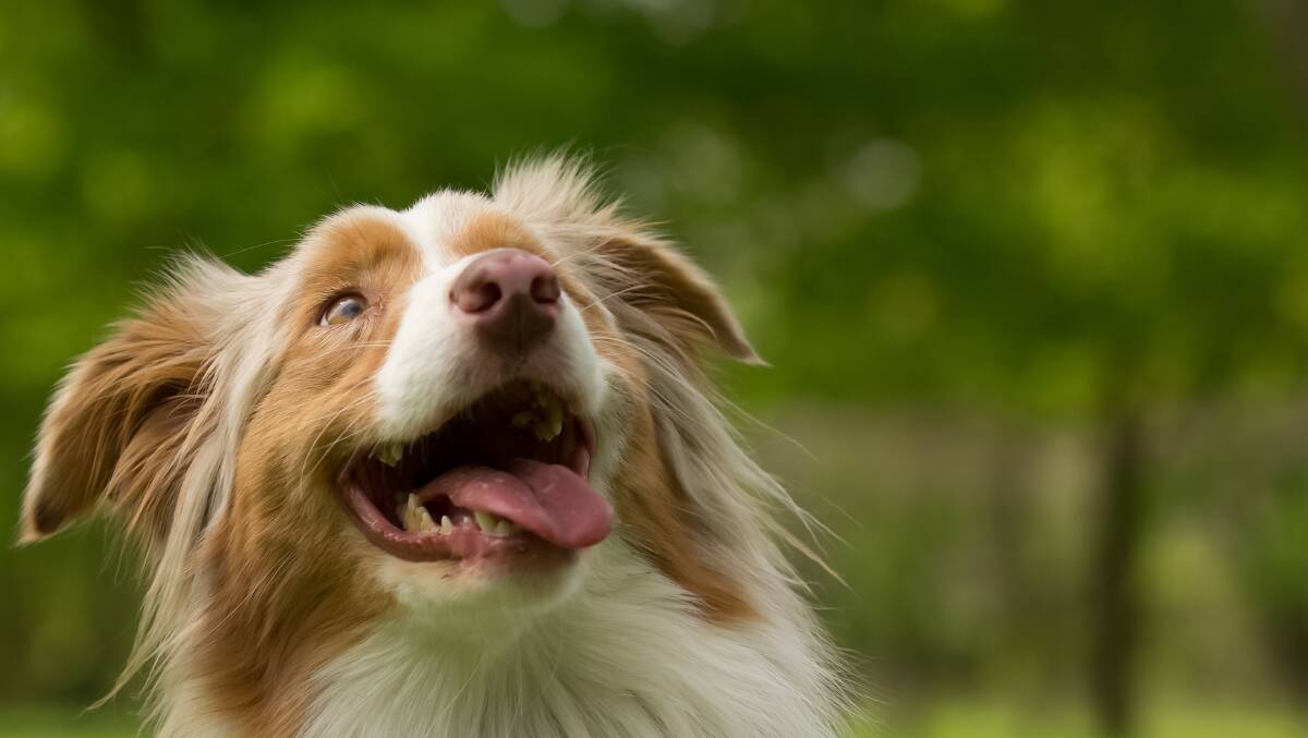 Tasmania's top dog breed is the border collie. Picture by Shutterstock