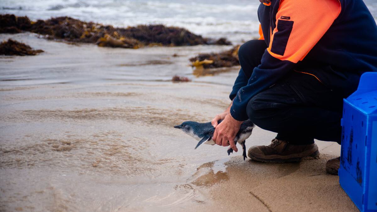 Little penguin Red returns to the ocean after being rescued at Phillip Island in Victoria. Picture by Phillip Island Nature Parks