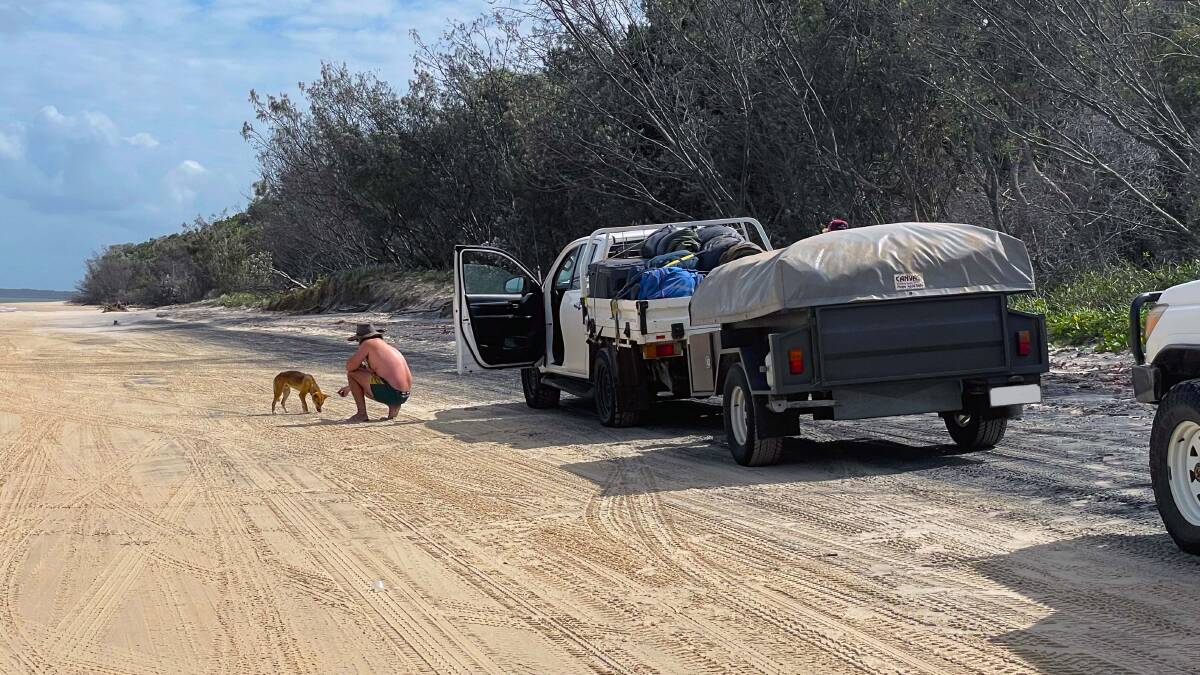 Rangers warn feeding dingoes can cause habituation and lead to dangerous interactions. Picture supplied by Department of Environment and Science