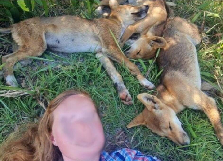 A woman takes a selfie lying next to sleeping pups. Picture by Queensland Department of Environment and Science