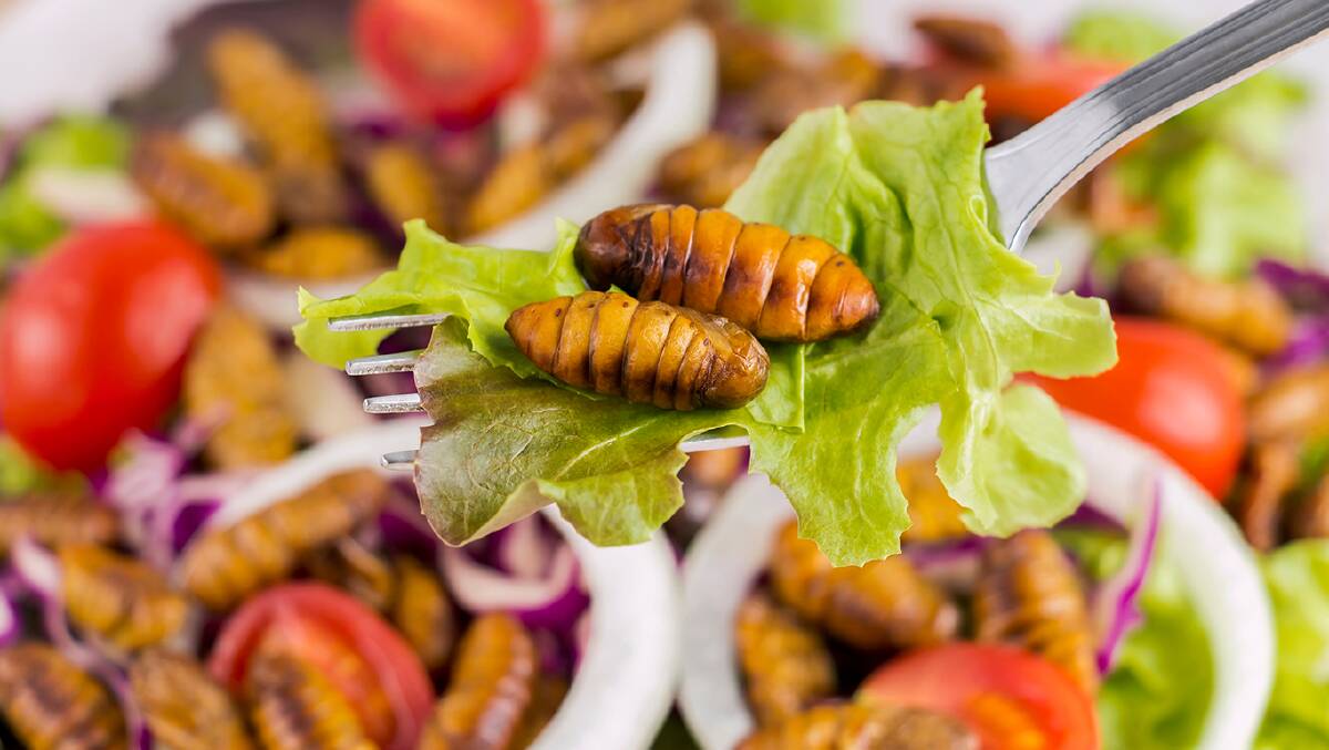 Would you eat bugs as a source of protein? Picture by Shutterstock