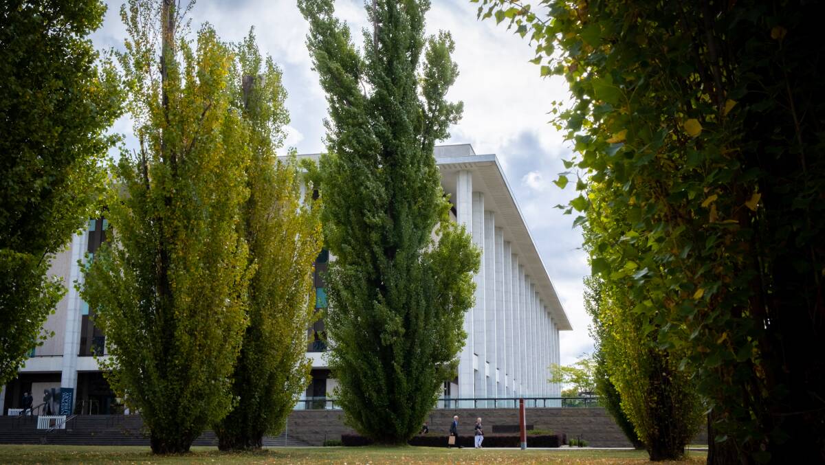 Poplar trees currently out the front of the National Library of Australia. Picture by Dom Northcott