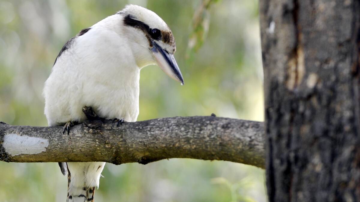 A kookaburra is called a "bushman's clock" in Australian slag. Picture supplied