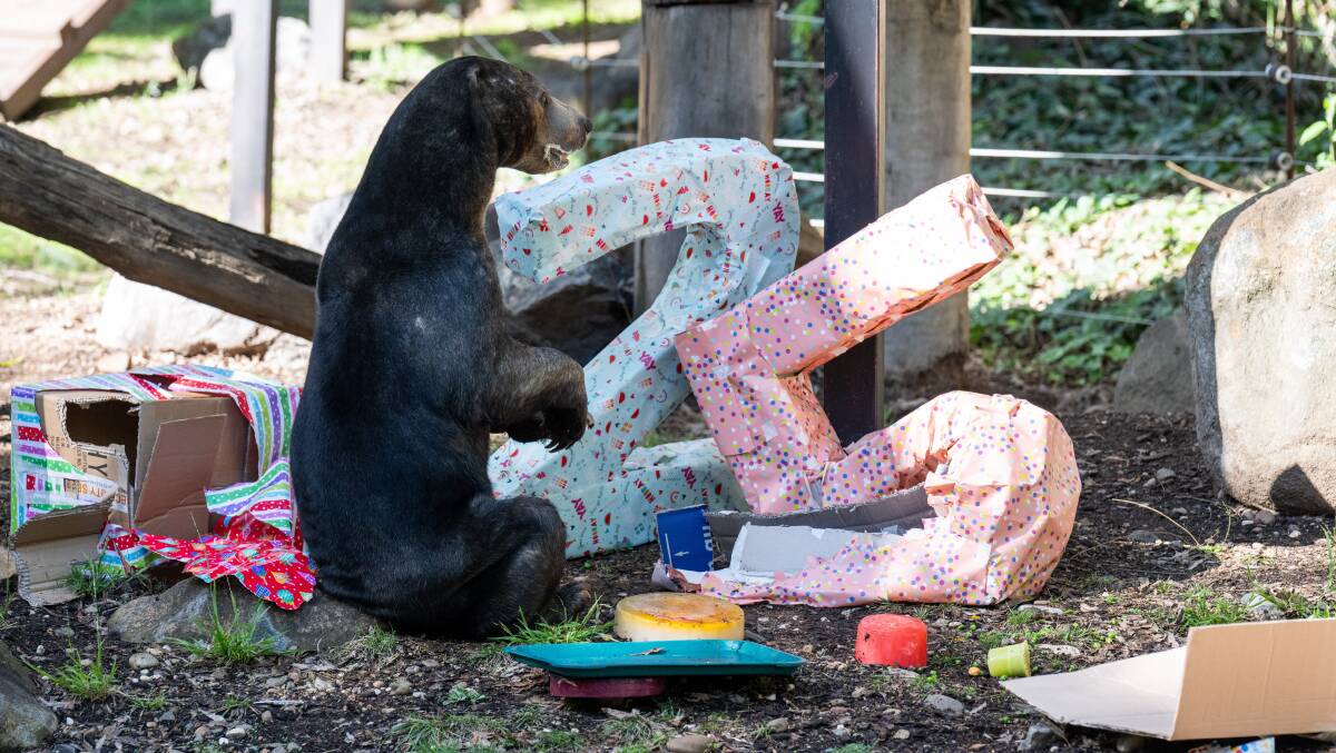 National Zoo and Aquarium's Malayan Sun Bear, Arataki, turns 25. Picture by Elesa Kurtz.
