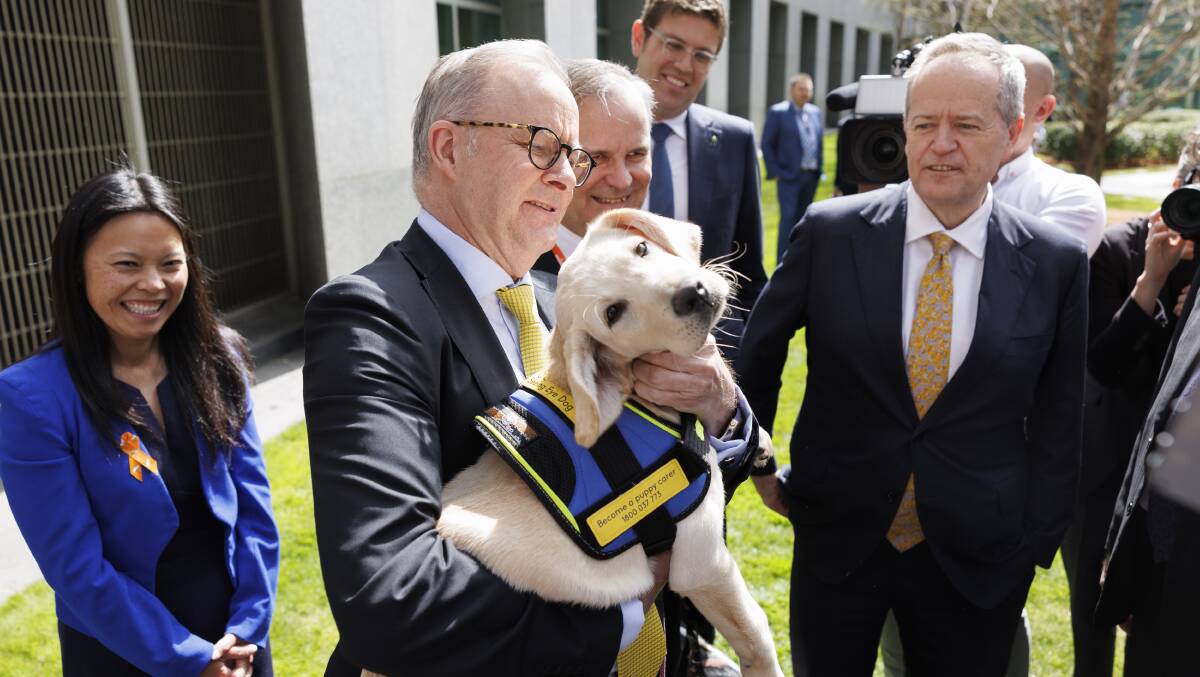 Prime Minister Anthony Albanese with 16 week old Seeing Eye Dog puppy Lana. Picture by Keegan Carroll