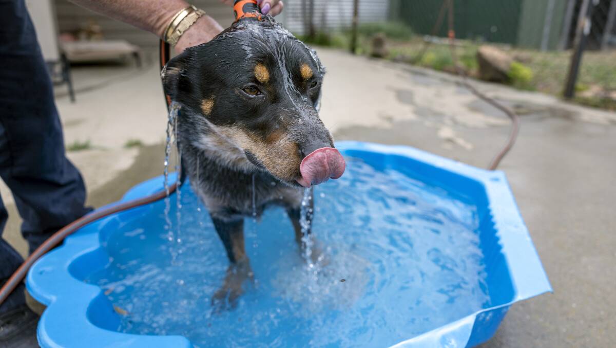 Three-year-old Chisel the dog keeping cool during the Canberra heat wave.
Picture by Gary Ramage.