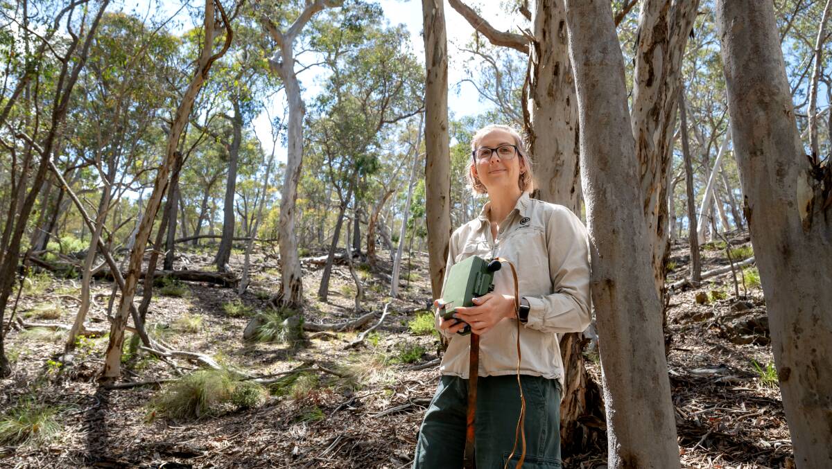 ACT government ecologist Jaimie Hopkins in Kowen Forest with a Song Meter bioacoustic recorder for a project to see if they can find koalas in the ACT. Picture by Elesa Kurtz.