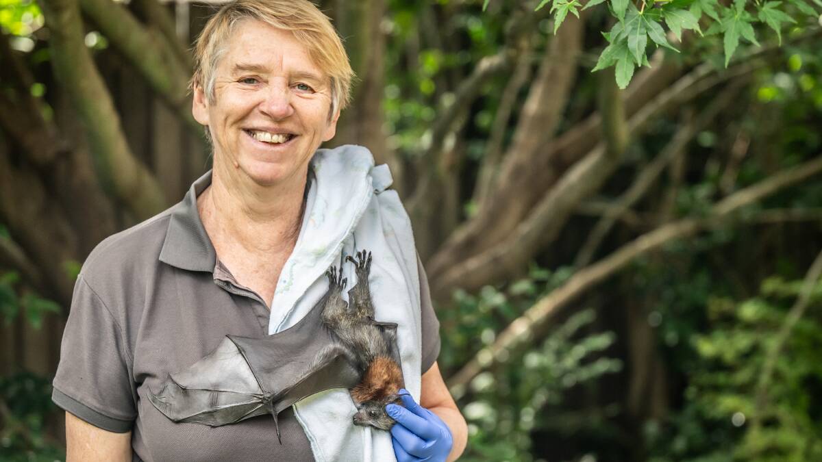ACT Wildlife flying fox coordinator Clare Wynter has seen a rise in the numbers of flying fox pups needing rescue care this year. Pictures by Karleen Minney.