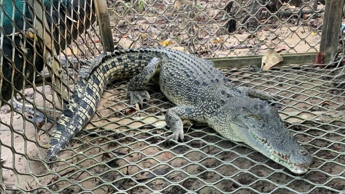 NT park rangers trapped a 2.26 metre crocodile in Rapid Creek on Tuesday April 2. Picture by Northern Territory Parks and Wildlife