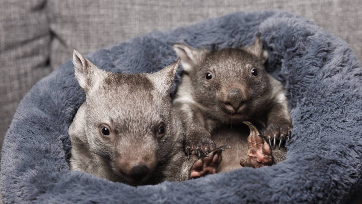 Some of Yolandi Vermaak's rescue wombat joeys. Picture by Keegan Carroll